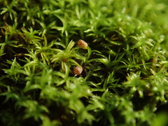 Amphidium lapponicum