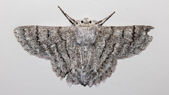 Crypsiphona tasmanica