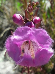 Agalinis genistifolia