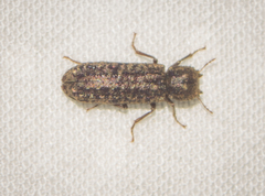 Lichenophanes bicornis