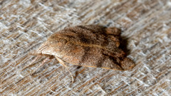 Tortricopsis euryphanella