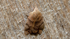 Tortricopsis euryphanella