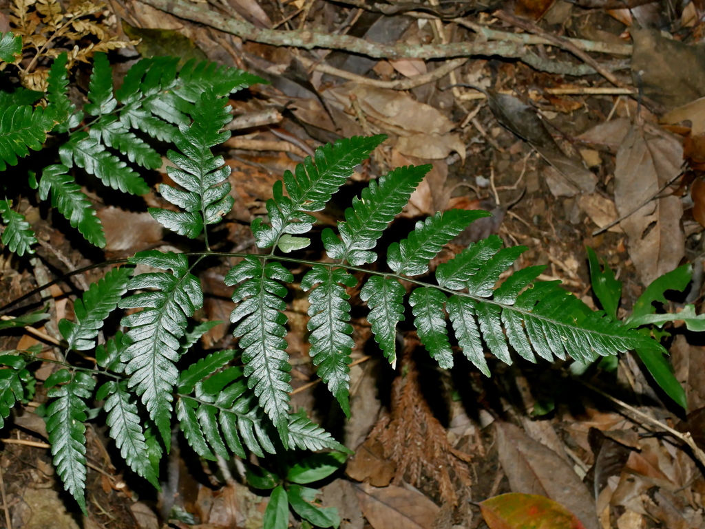 Dryopteris polita