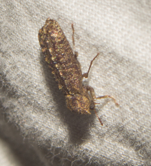 Lichenophanes bicornis