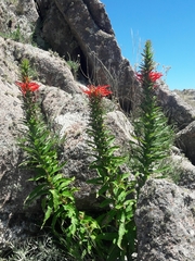 Siphocampylus foliosus