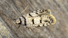 Scatochresis episema