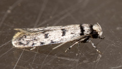 Scatochresis episema