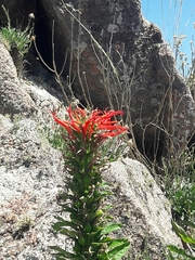 Siphocampylus foliosus