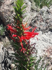 Siphocampylus foliosus