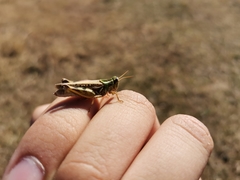 Dichroplus maculipennis