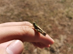 Dichroplus maculipennis