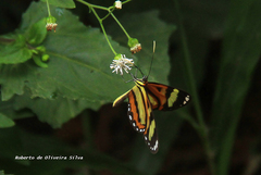 Hypothyris ninonia daeta