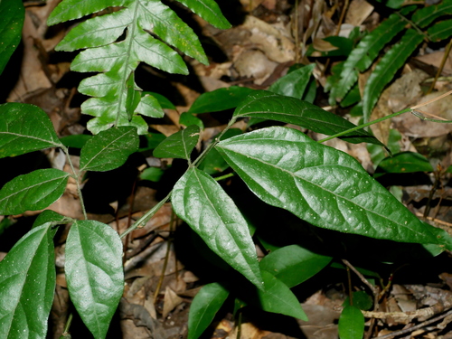 Hylodesmum laxum iNat (3)