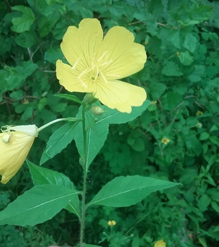 Oenothera pilosella