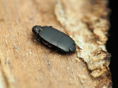 Platylomalus aequalis