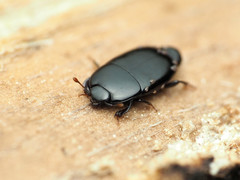 Platylomalus aequalis