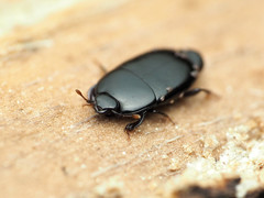 Platylomalus aequalis