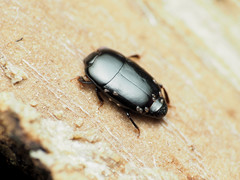 Platylomalus aequalis