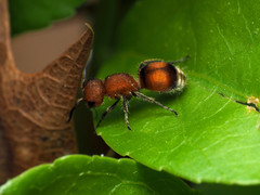 Pseudomethoca simillima