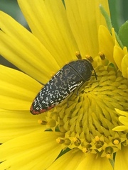 Acmaeodera haemorrhoa