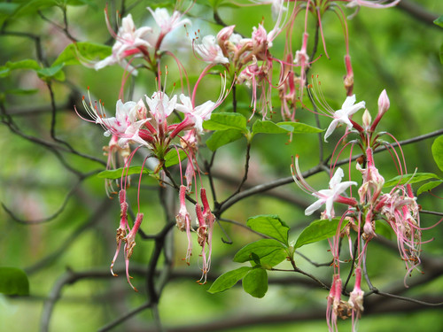 Rhododendron periclymenoides