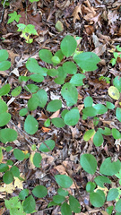 Dirca palustris