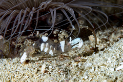 Ancylomenes magnificus