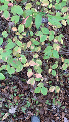Dirca palustris
