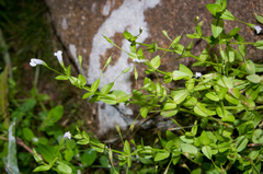 Lindernia dubia anagallidea