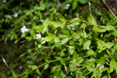 Lindernia dubia anagallidea