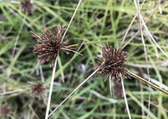Cyperus niger