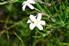 Ricinocarpos pinifolius