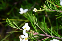 Ricinocarpos pinifolius
