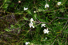 Ricinocarpos pinifolius