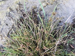 Cyperus niger