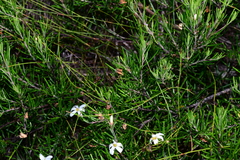 Ricinocarpos pinifolius