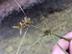 Cyperus niger