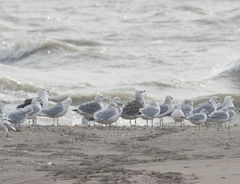 Larus argentatus × marinus