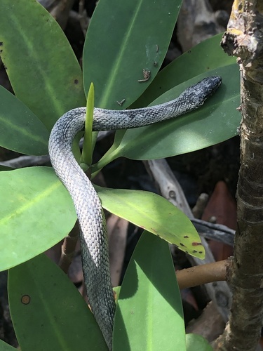 Photo of a Salt Marsh Snake (Nerodia clarkii)
