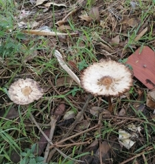 Fungi