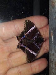 Coronidia orithea