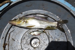 Swordspine Snook photo 3