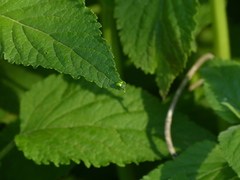 Plagiometriona herbea