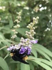 Bombus pensylvanicus