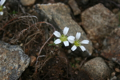 Mononeuria groenlandica
