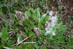 Salix arctophila