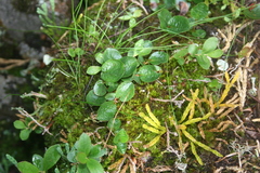 Diphasiastrum alpinum