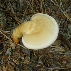 Ganoderma curtisii image