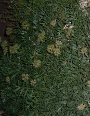 Lomatium latilobum