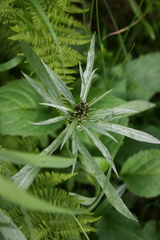 Omalotheca norvegica